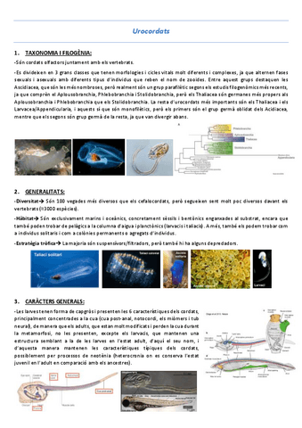 T12-Urocordats.pdf