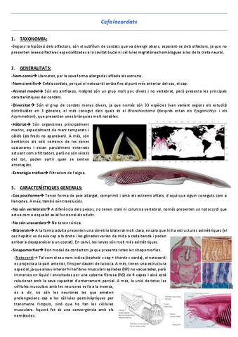 T11-Cefalocordats.pdf