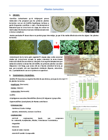T13-Plantes-terrestres.pdf