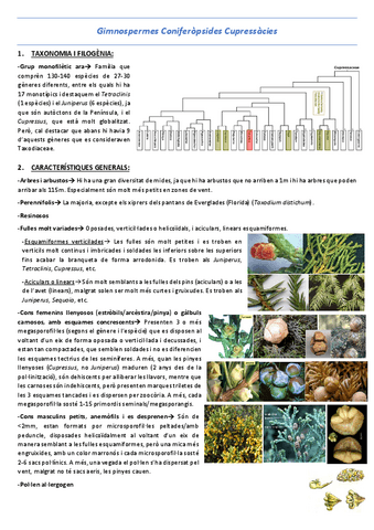 T23-Gimnospermes-Coniferopsides-Cupressacies.pdf