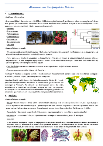 T22-Gimnosfermes-Coniferopsides-Pinacies.pdf