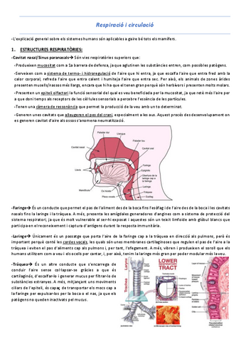 T3-Respiracio-i-circulacio.pdf