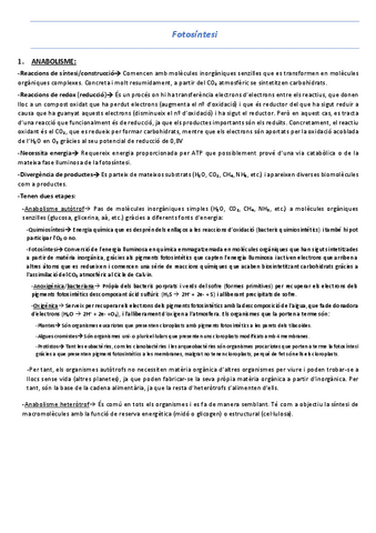 T10-13-Fotosintesi-plantes-C3.pdf