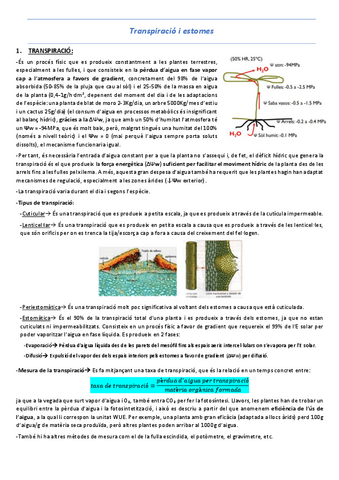 T6-Transpiracio-i-estomes.pdf