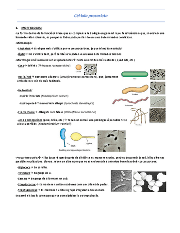 T5-Cellula-procariota.pdf