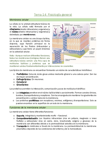 Tema-14.-Fisiologia-general.pdf