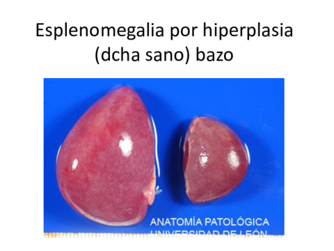 246 Imágenes Primer parcial.pdf