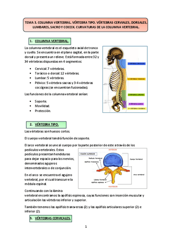 TEMA-3-y-4.-Columna-vertebral-vertebra-tipo-vertebras-cervicales-dorsales-lumbares-sacro-y-coccix-curvaturas-de-la-columna.pdf