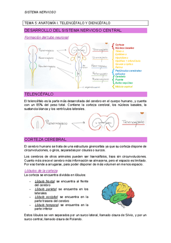 TEMA-5-anatomia-I.pdf