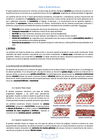 TEMA-6TejidoEpitelial.pdf