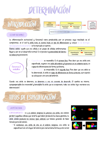 4.-Determinacion.pdf