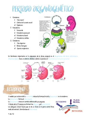 12.-Periodo-organogenetico.pdf