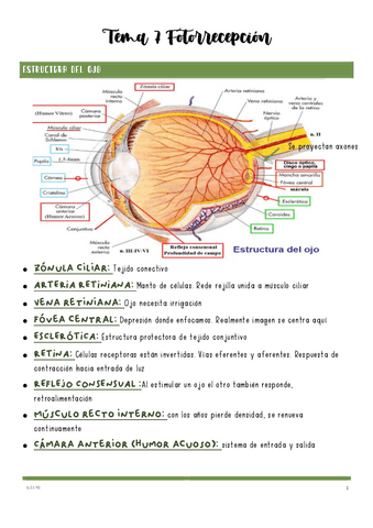 Tema-7-Fotorrecepcion.pdf