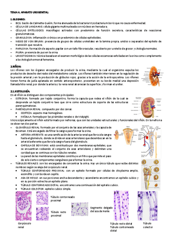 TEMA-4-CITO-GENE.pdf