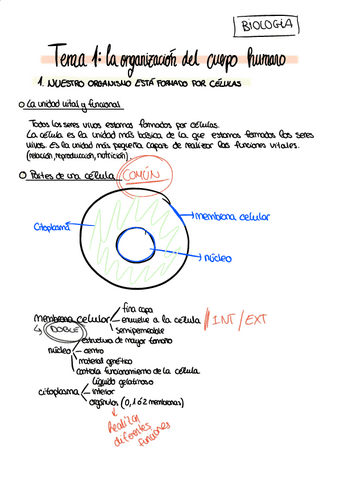 T1-LA-ORGANIZACION-DEL-CUERPO-HUMANO.pdf