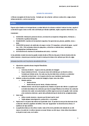 APUNTES-GENITOURINARIO-ORGANO.pdf