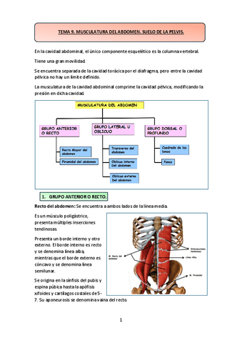 TEMA-9.-MUSCULATURA-DEL-ABDOMEN.-SUELO-DE-LA-PELVIS..pdf