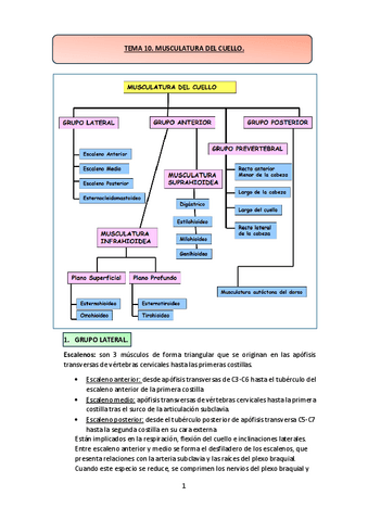 TEMA-10.-MUSCULATURA-DEL-CUELLO..pdf