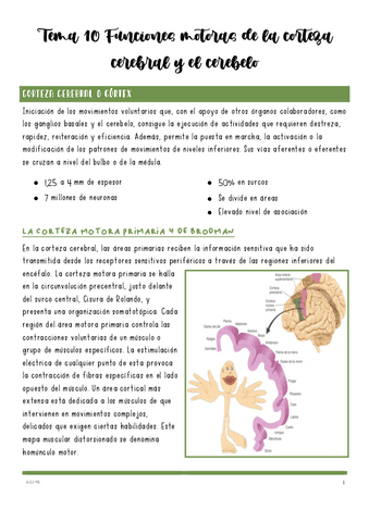 Tema-10-Funciones-motoras-de-la-corteza-cerebral-y-el-cerebelo.pdf