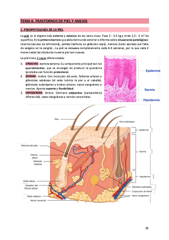 6. Piel y anejos.pdf