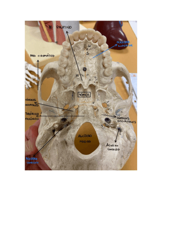 Examen-practico-Anatomia.pdf