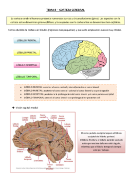 Tema 8 - Corteza Cerebral.pdf