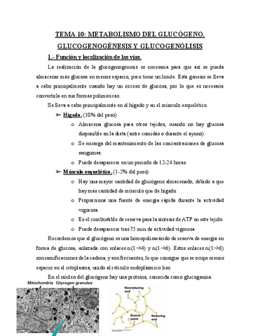 TEMA-10-Metabolismo-del-glucogeno.-Glucogenoneogenesis-y-glucogenolisis.pdf