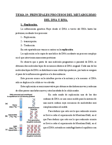 TEMA-19-Principales-procesos-del-metabolismo-del-DNA-y-RNA.pdf