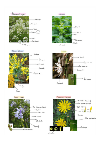 Practicas-biologia-vegetal.pdf