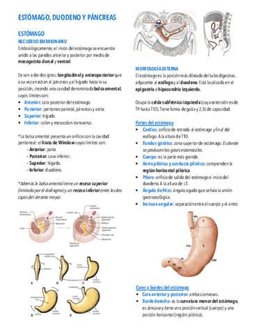 20.-Estomago-duodeno-y-pancreas.pdf