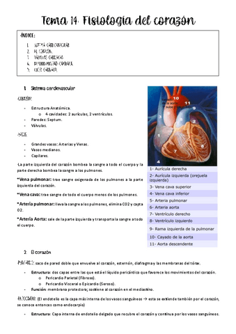 tema-14-fisio-animal.pdf