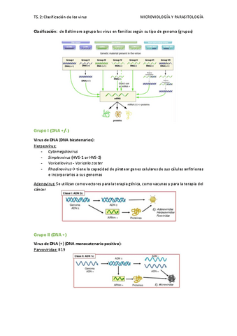 T5.2-Clasificacion-de-los-virus.pdf