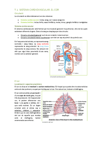 T1.-sistema-cardiovascular-el-cor-i-grans-vasos..pdf