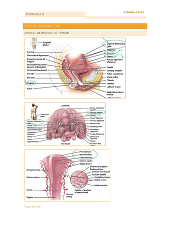 T8.-Sistema-reproductor.pdf