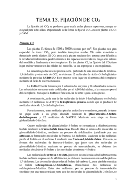 Tema 13.pdf