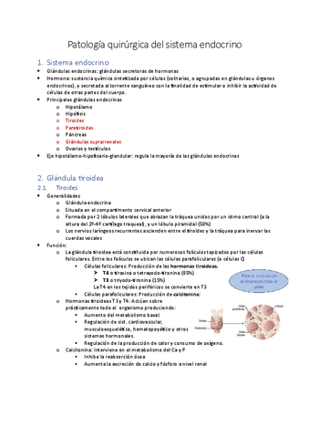 5.-Endocrino-clases-1-y-2.pdf