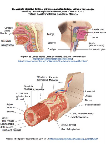 13-CuadernoDigestivo-II-RESUELTO.pdf