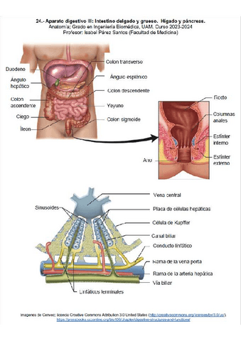 14-CuadernoDigestivo-III-RESUELTO.pdf