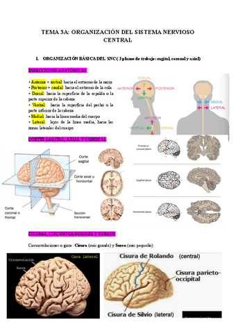 TEMA-3.1-ORGANIZACION-BASICA-DEL-SNC.pdf