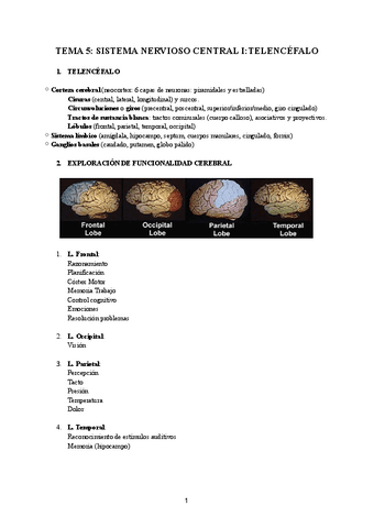 TEMA-5-SISTEMA-NERVIOSO-CENTRAL-I-TELENCEFALO.pdf