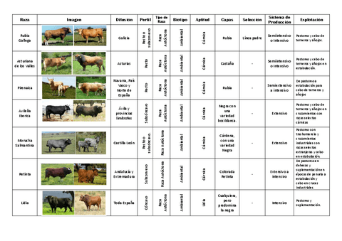 Etnologia-Comparada-Bovino.pdf