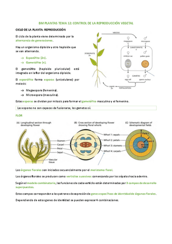 BM-PLANTAS-TEMA-12.pdf