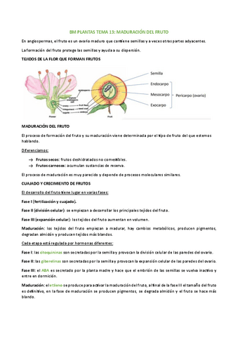 BM-PLANTAS-TEMA-13.pdf