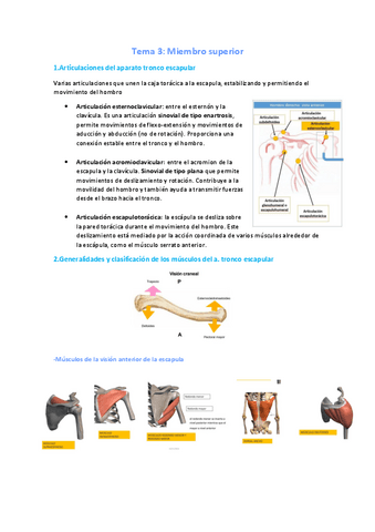 Tema-3-Anatomia.pdf