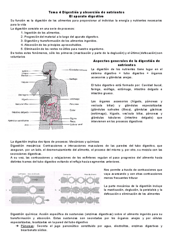 Fundamentos-tema-4-Completo.pdf