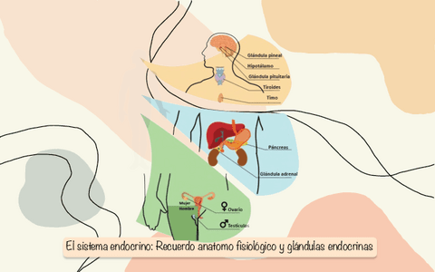 Tema-10-El-sistema-endocrino-Recuerdo-anatomo-fisiologico-y-glandulas-endocrinas.pdf