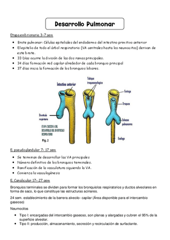 Desarollo-Pulmonar-SER-ENFERMERXS.pdf