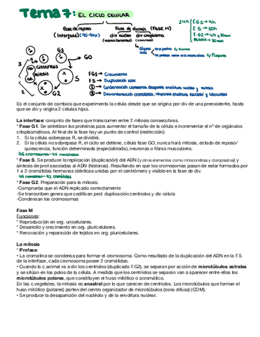 El-ciclo-celular.pdf