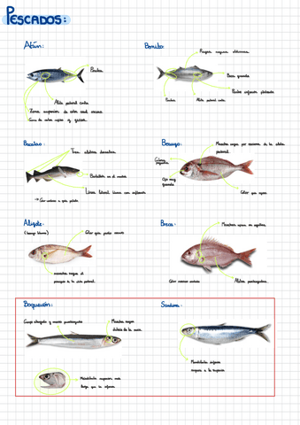 Pescados-caracteristicas.pdf