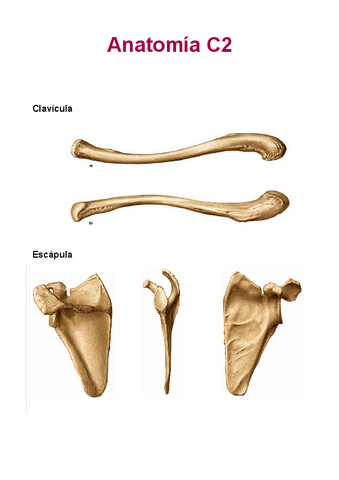 amatomia-c2.pdf